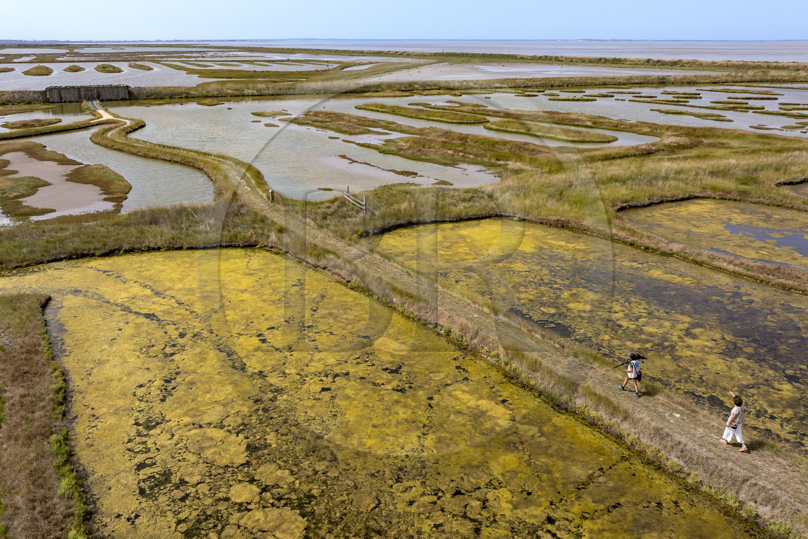 France, Charente-Maritime (17), Saintonge, Saint-Froult, réserve naturelle Moeze-Oléron dans la zone du marais de Brouage, observation ornithologique et visite de la réserve sur les sentiers dans les anciens marais salants