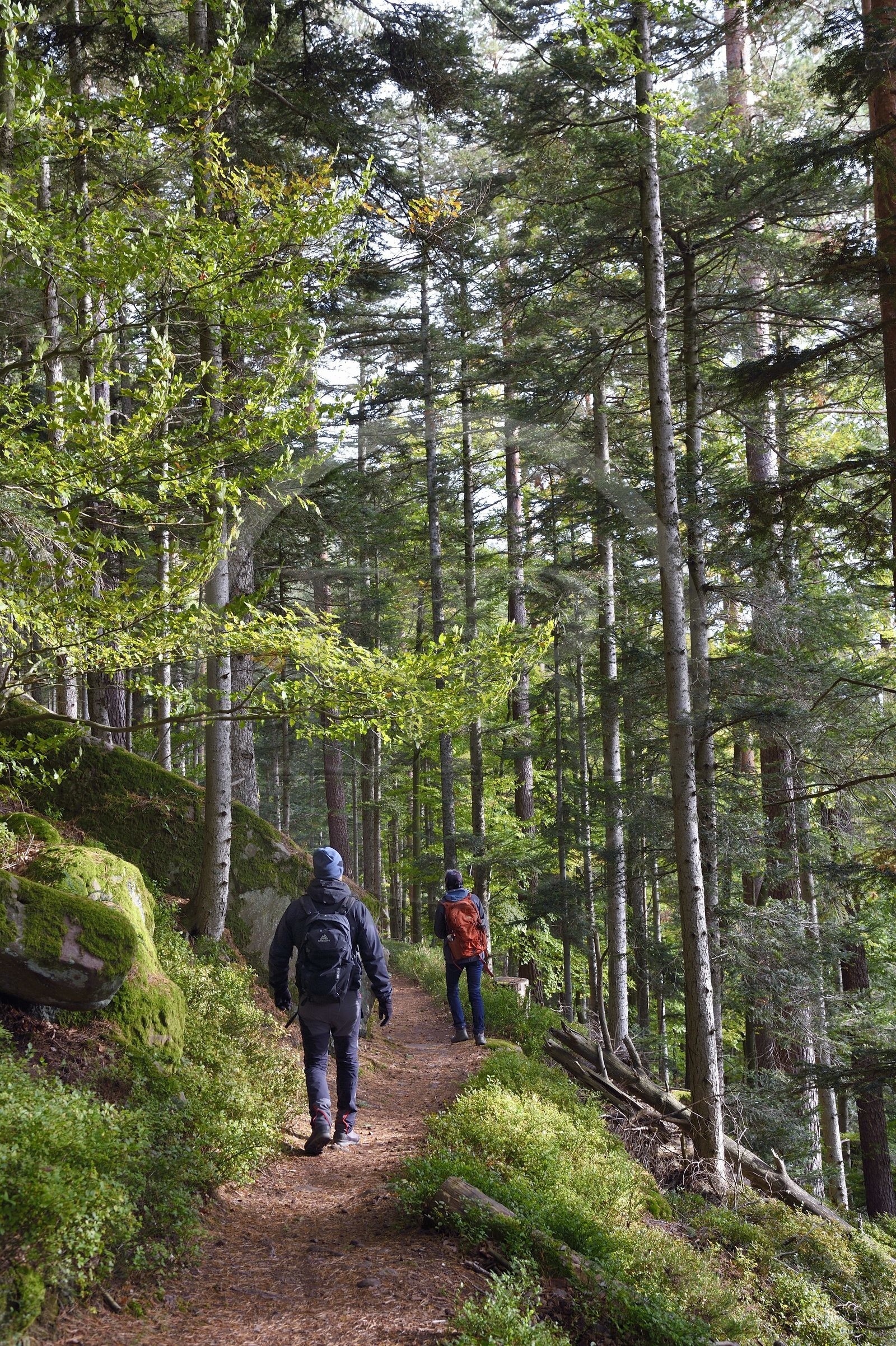 France, Haut-Rhin (68), Thannenkirch, randonnée dans le massif du Taennchel