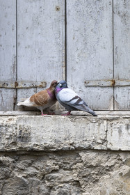 France, Vaucluse (84), Avignon, pigeons amoureux