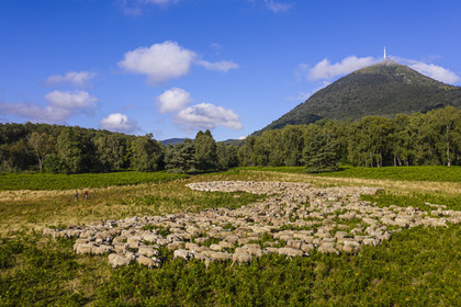 France, Puy de Dome, Parc Naturel Régional des Volcans d'Auvergne (regional nature park of Auvergne volcanoes), Chaine des Puys listed as World heritage by UNESCO, the two shepherdesses Ostiane and Charlotte keeping a flock of Rava sheep at the foot of the Puy de Dôme volcano (aerial view)