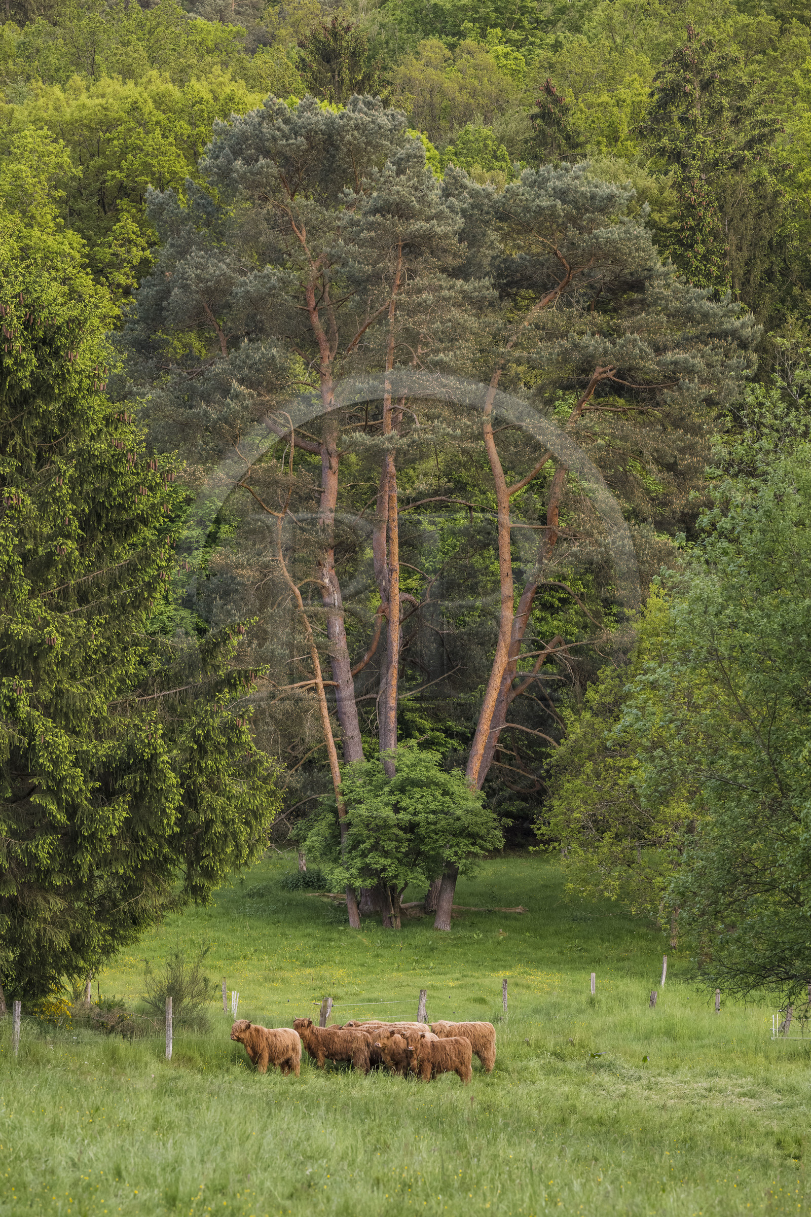 France, Bas-Rhin (67), Parc naturel régional des Vosges du Nord, Lembach, , vaches highlands introduites dans les années 1990 pour débroussailler les friches humides de fonds de vallées