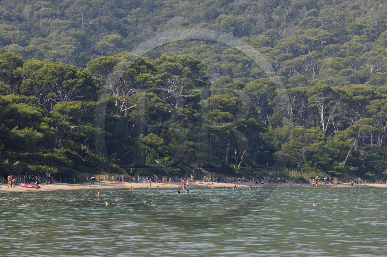 France, Var (83), Iles d'Hyères, parc national de Port-Cros, île de Porquerolles, la Plage Notre Dame