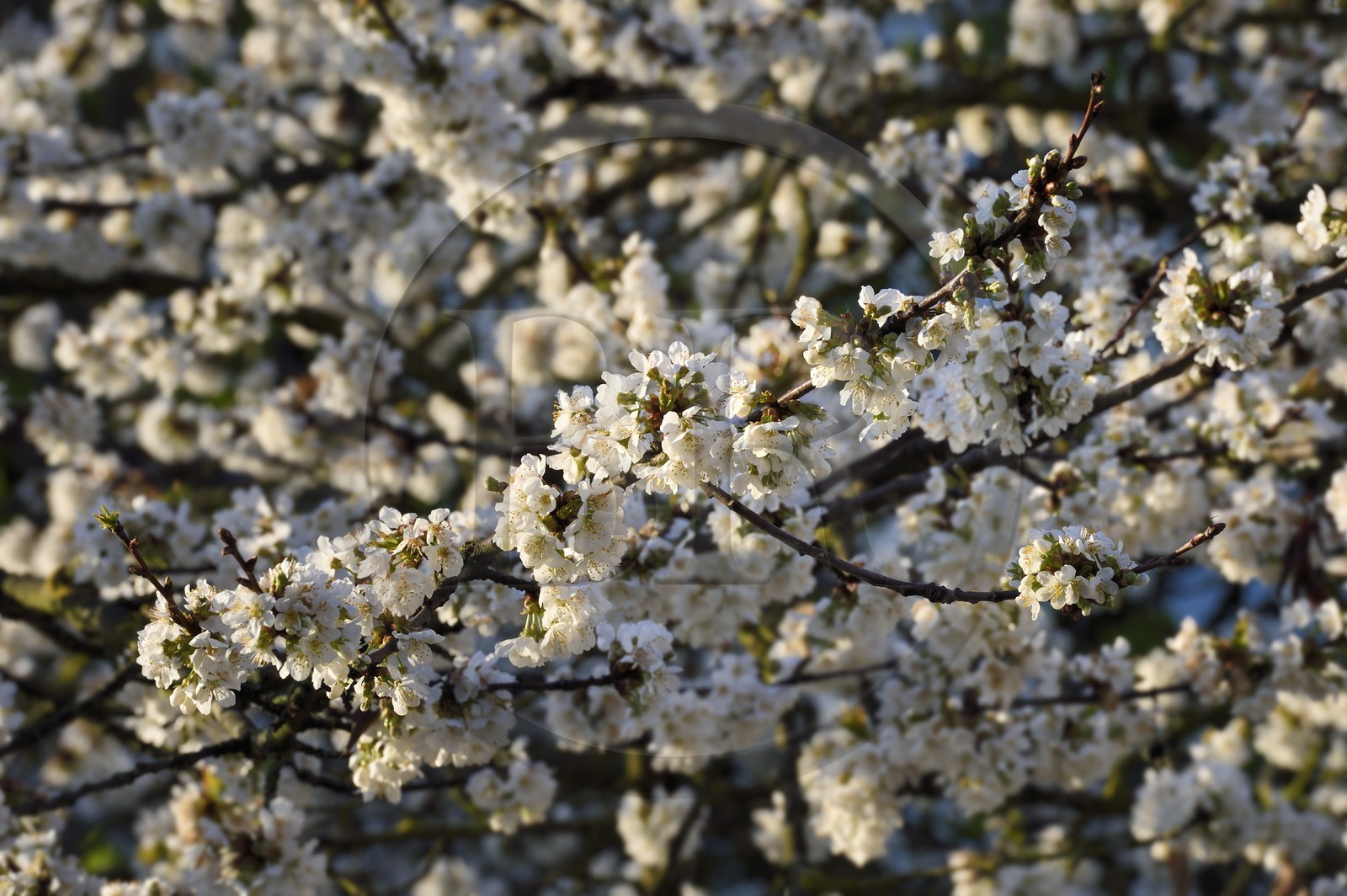 France, Val-de-Marne (94), Bry-sur-Marne, cerisier en fleur