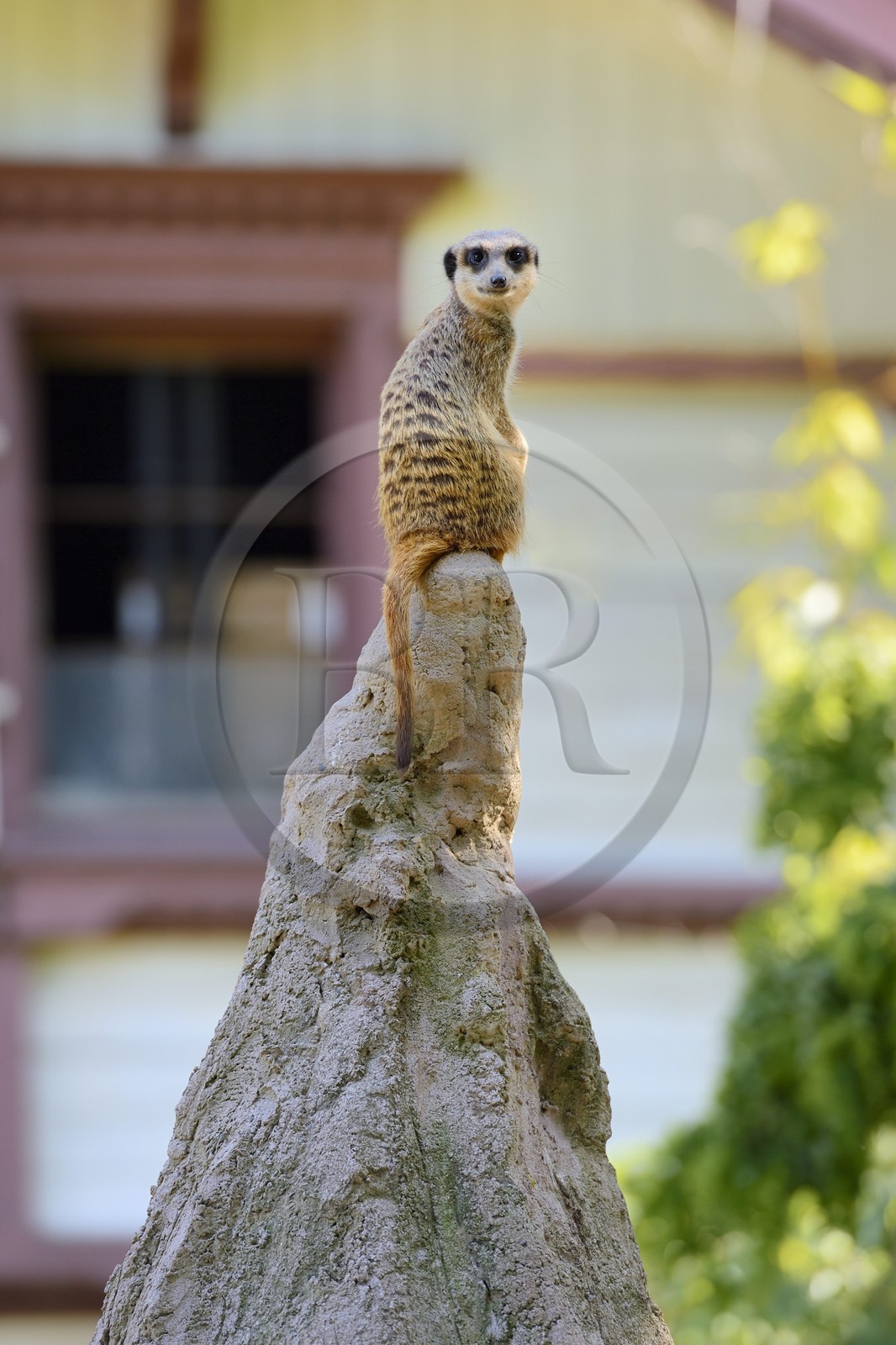 France, Haut-Rhin (68), Mulhouse, parc zoologique et botanique, suricate (Suricata suricatta)