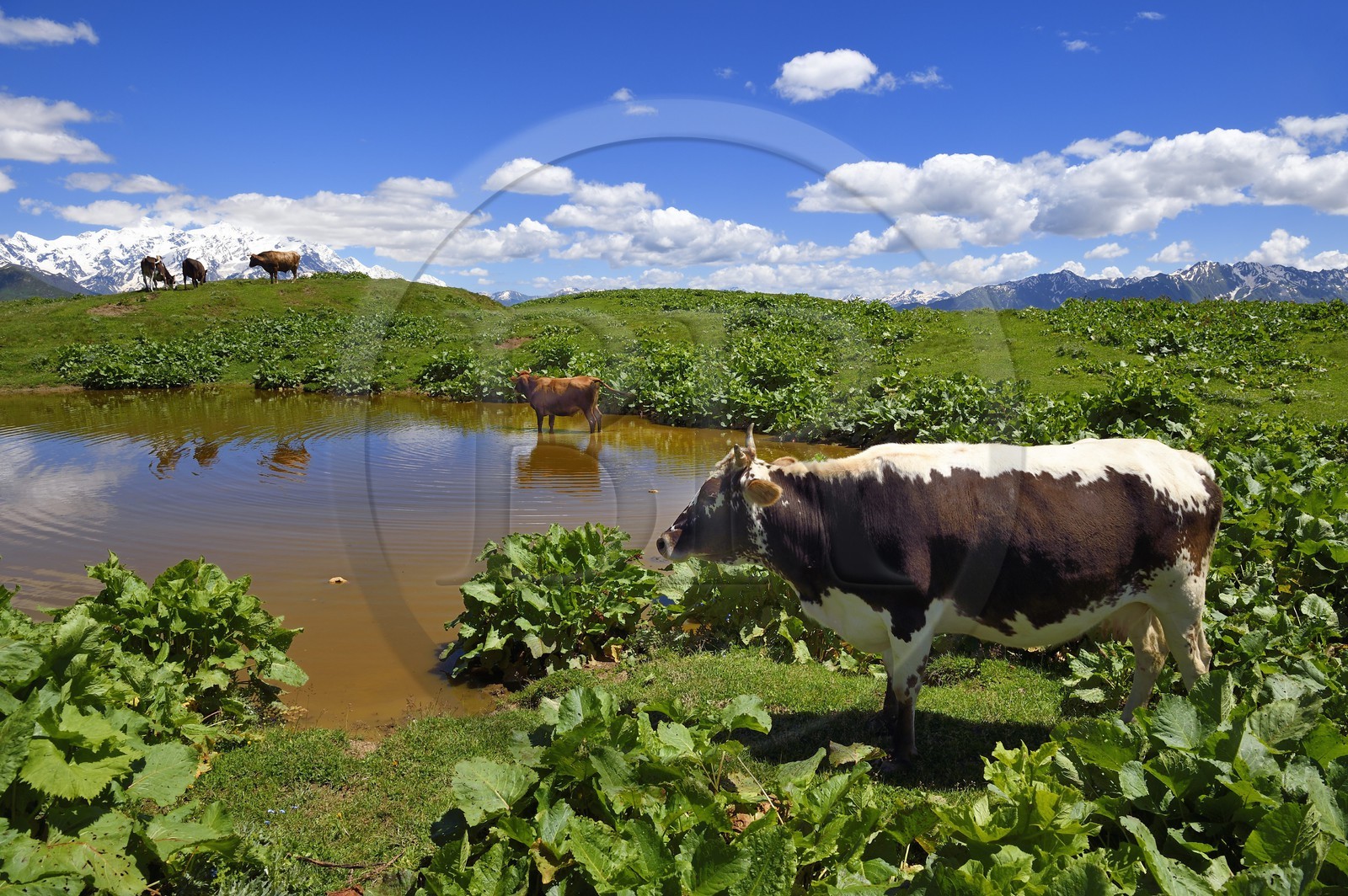 Géorgie, Haute Svanétie (Zemo Svaneti), Mestia, vache au bord d'un petit lac sur les contrefort du mont Ouchba (Ushba)