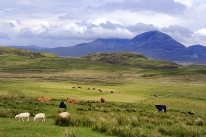 Royaume-Uni, Ecosse, Hébrides intérieures, Ile de Islay, moutons et vaches au paturage dans les prairies du Nord-Est de l'île et les montagnes de l'île de Jura en arrière plan