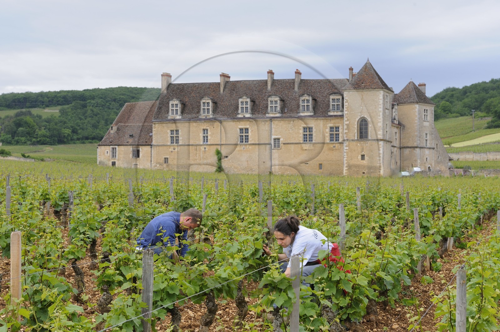 France, Côte-d'Or (21), le Château du Clos-de-Vougeot (vignoble des Côtes de Nuit), entretien de la vigne