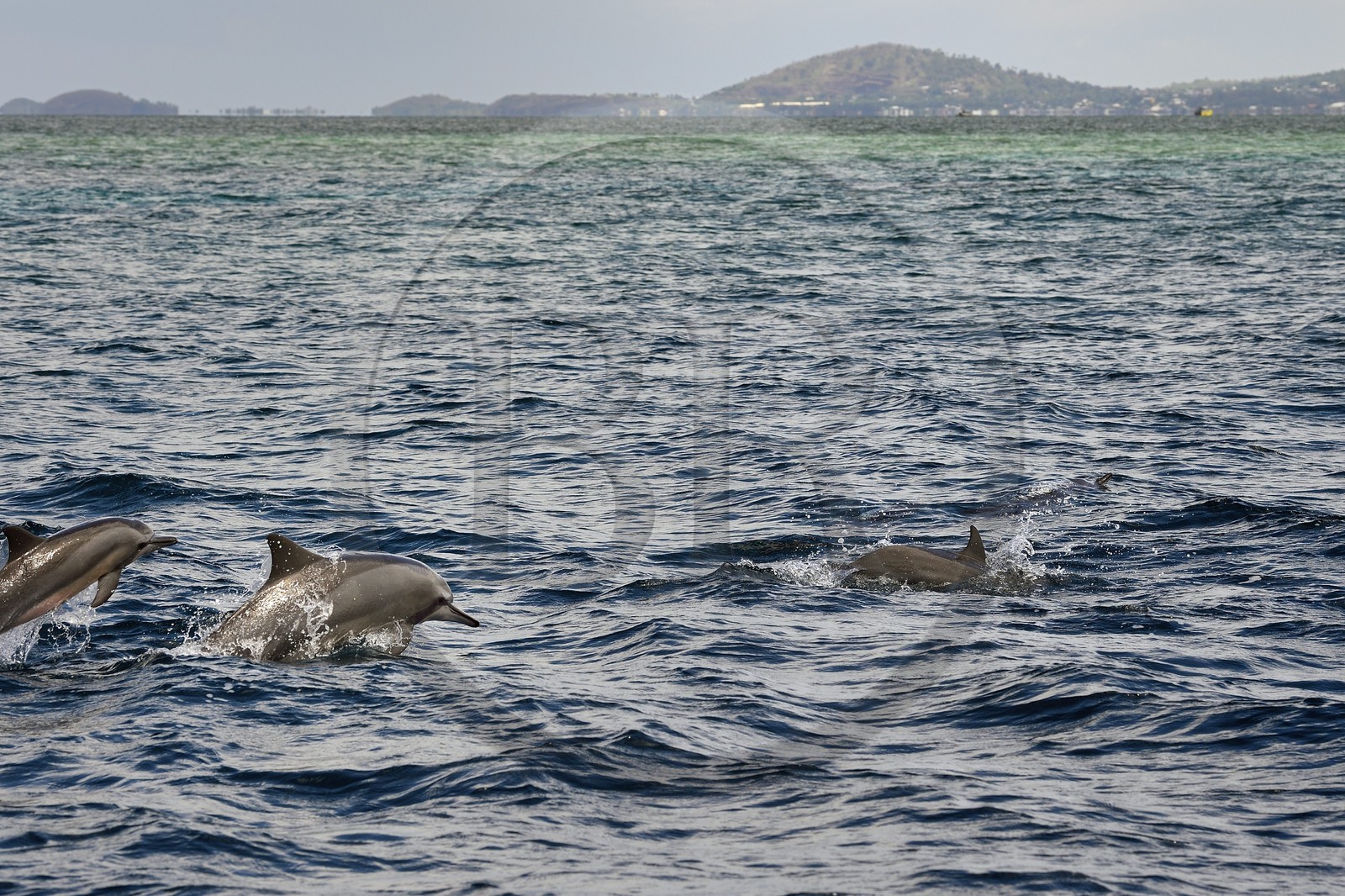 France, Ile de Mayotte, Grande-Terre, dauphins à long bec (Stenella longirostris) en bordure du lagon sur la côte Est