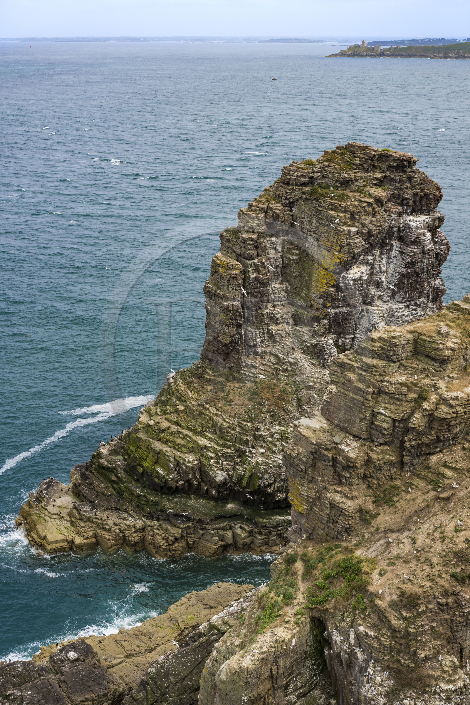 France, Côtes d'Armor (22), Grand Site de France Cap d'Erquy – Cap Fréhel, Plévenon, Cap Fréhel classé Natura 2000, rocher en grès de la Fauconnière où cohabitent des milliers d'oiseaux