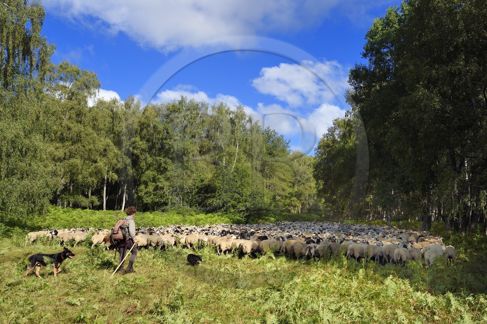 France, Puy-de-Dôme (63), Parc Naturel Régional des Volcans d'Auvergne, Chaine des Puys classée Patrimoine Mondial de l’UNESCO, la bergère Charlotte Hevin avec ses chiens et un troupeau de brebis Rava dans la forêt au pied du volcan Puy de Dôme