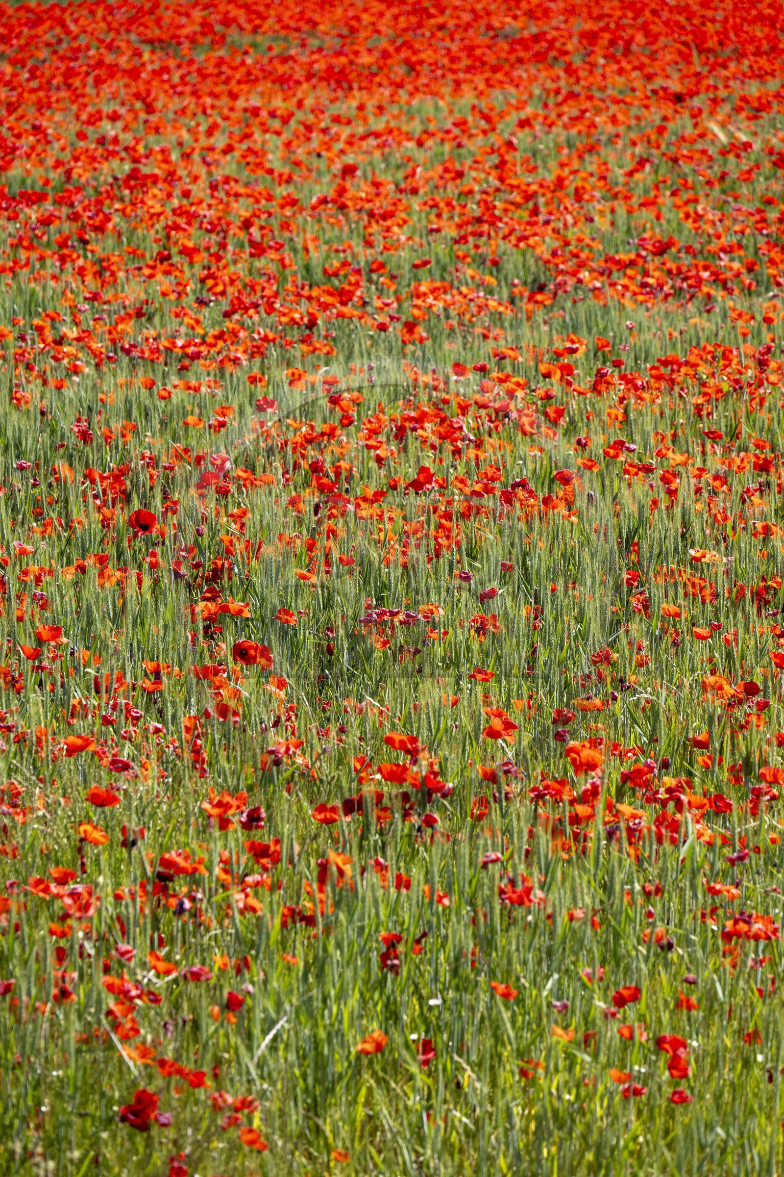 France, Bouches-du-Rhône (13), Mallemort, champ de coquelicots