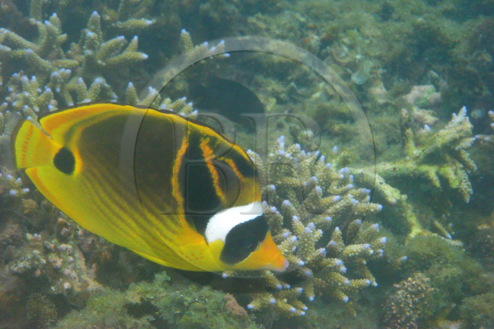 France, Reunion Island (French overseas department), coral reef of Saint Gilles and Ermitage lagoon (underwater view)