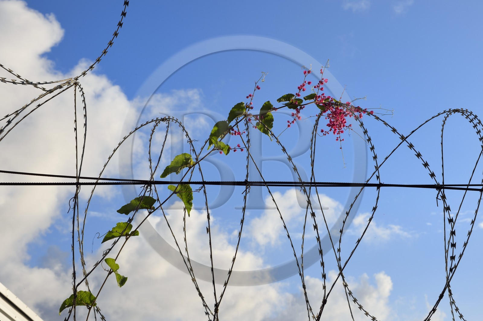 France, Mayotte island (French overseas department), Petite-Terre, Dzaoudzi the administrative center of Mayotte, the flower and the barbed wire