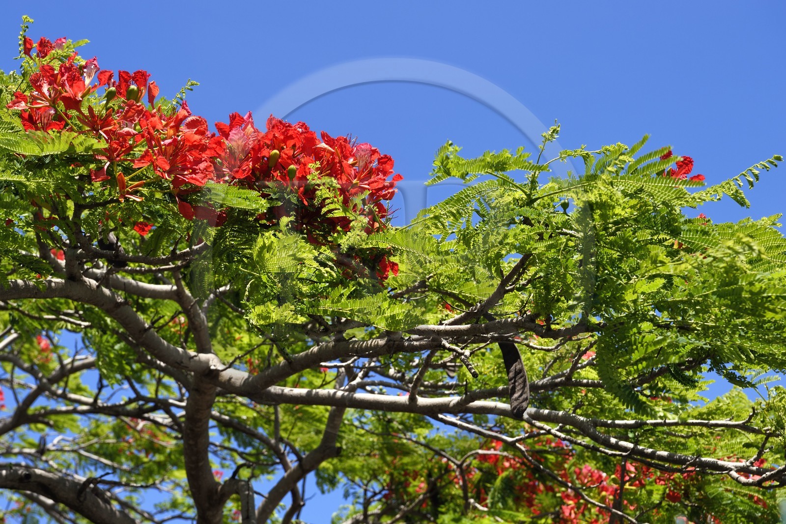 France, Ile de la Reunion, flamboyant (delonix regia) en fleurs