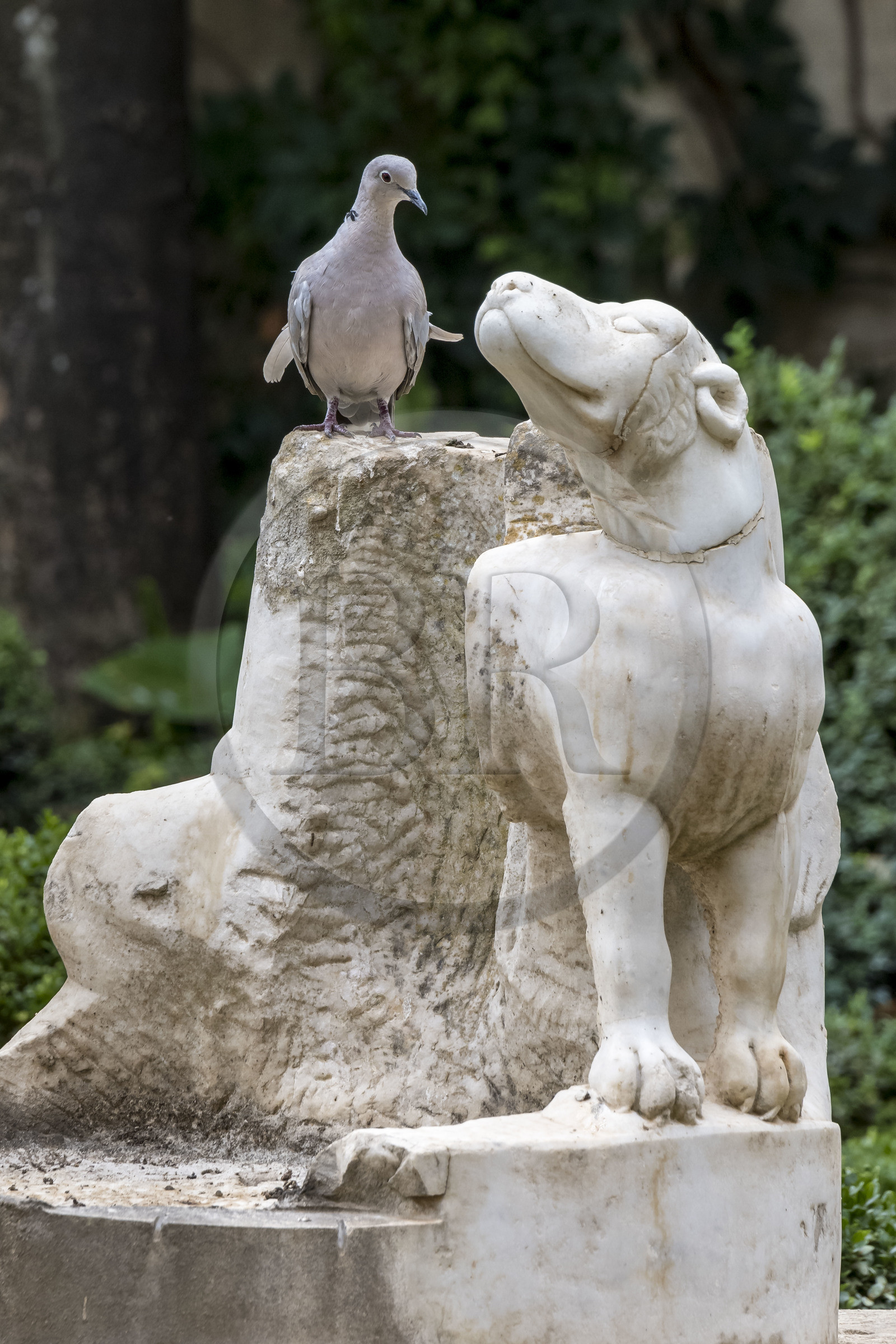 Espagne, Andalousie, Séville, la Casa de Pilatos (la maison de Pilate), palais de style mudéjar, tourterelle complice avec une statue de chien