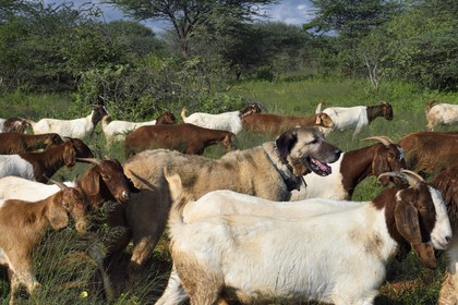 Namibia, Otjiwarongo, Cheetah Conservation Fund, research and education centre, CCF’s Livestock Guarding Dog Program has been highly effective at reducing predation rates and thereby reducing the inclination by farmers to trap or shoot cheetahs, Anatolian shepherd Kangal dog watching a herd of Boer goats and Damara sheep