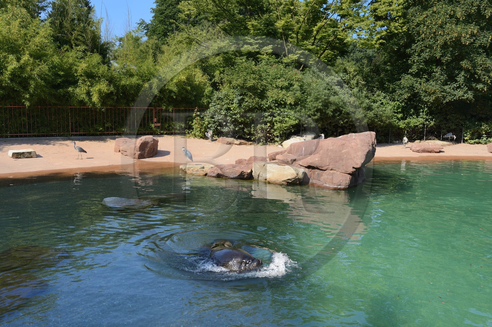 France, Haut-Rhin (68), Mulhouse, parc zoologique et botanique, otarie à crinière (otaria byronia)
