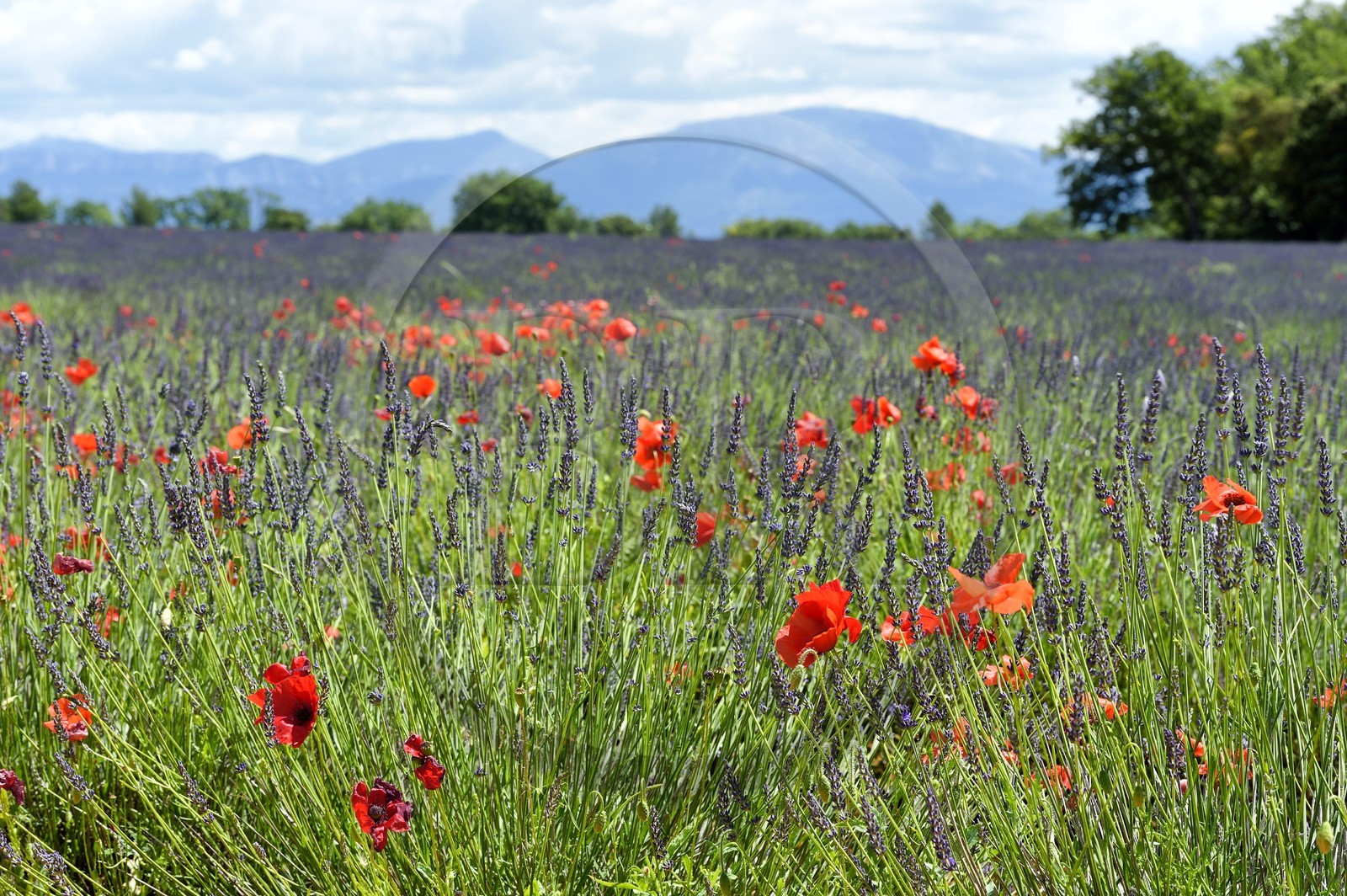 France, Alpes-de-Haute-Provence (04), parc naturel régional du Verdon, plateau de Valensole, coquelicots dans un champ de lavandin