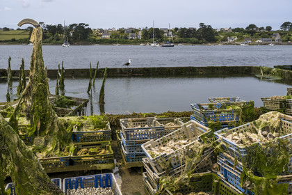 France, Finistère (29), Pays des Abers,  Lannilis, viviers et parc à huitres Prat-Ar-Coum, entreprise ostréicole de la famille d’Yvon Madec sur l'Aber Benoit