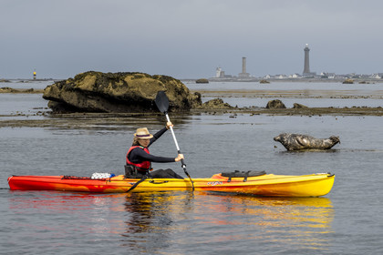 France, Finistère, Penmarch, Étocs archipelago, kayak trip from the Guilvinec Nautical Center to discover the gray seal (halichoerus grypus) in the rocks at low tide, the Eckmuhl lighthouse on Pointe de Penmarch in the background