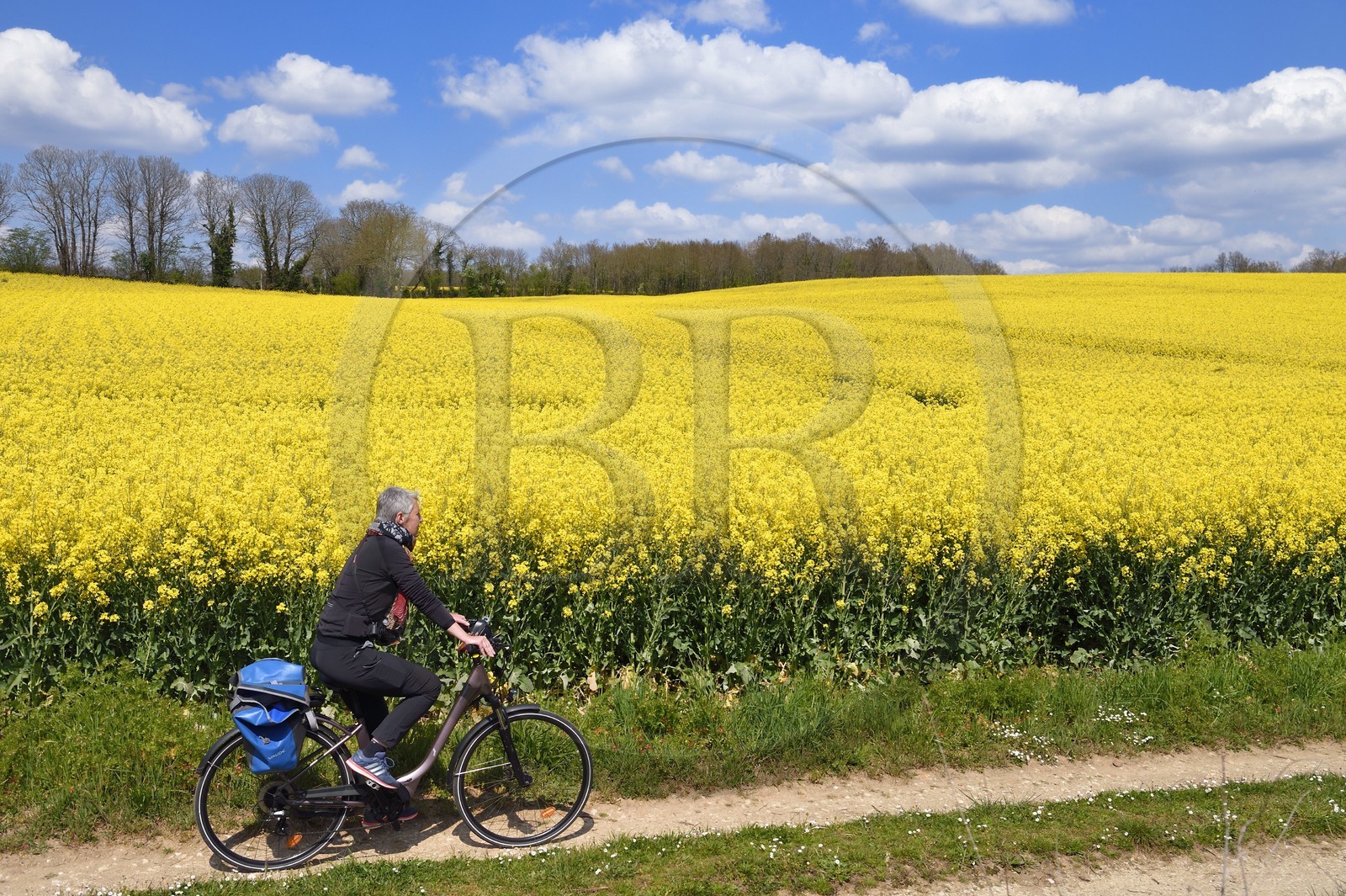 France, Charente, cyclist on the Coulée d'Oc (part of the La Flow Vélo cycle route) bordering a rapeseed field in bloom between the villages of Feuillade and Marthon