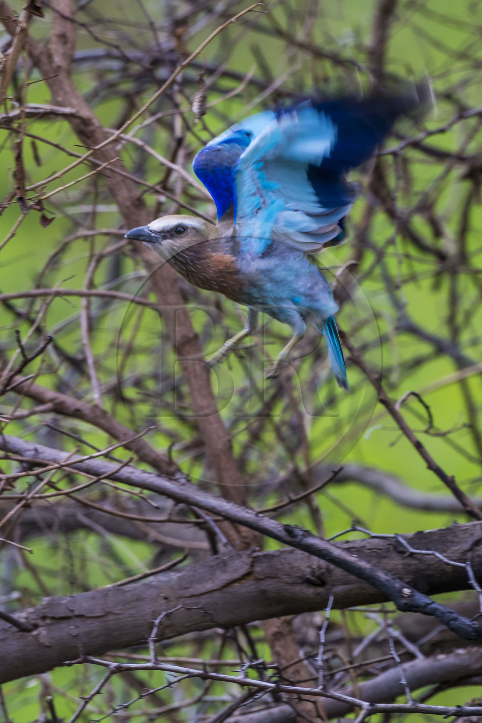 Rwanda, Parc national de l'Akagera, rollier à longs brins (Coracias caudatus)