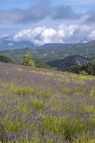 France, Drôme (26), parc naturel régional des Baronnies provençales, Plaisians, champs de lavande au col de Fontaube