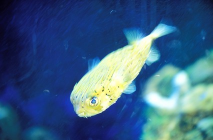 France, Gard (30), Port-Camargue, Seaquarium Palais de la mer, un diodon