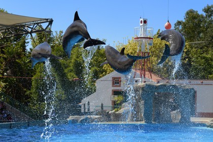 Portugal, Lisbonne, Jardin zoologique, le delphinarium, dauphins faisant le spectacle