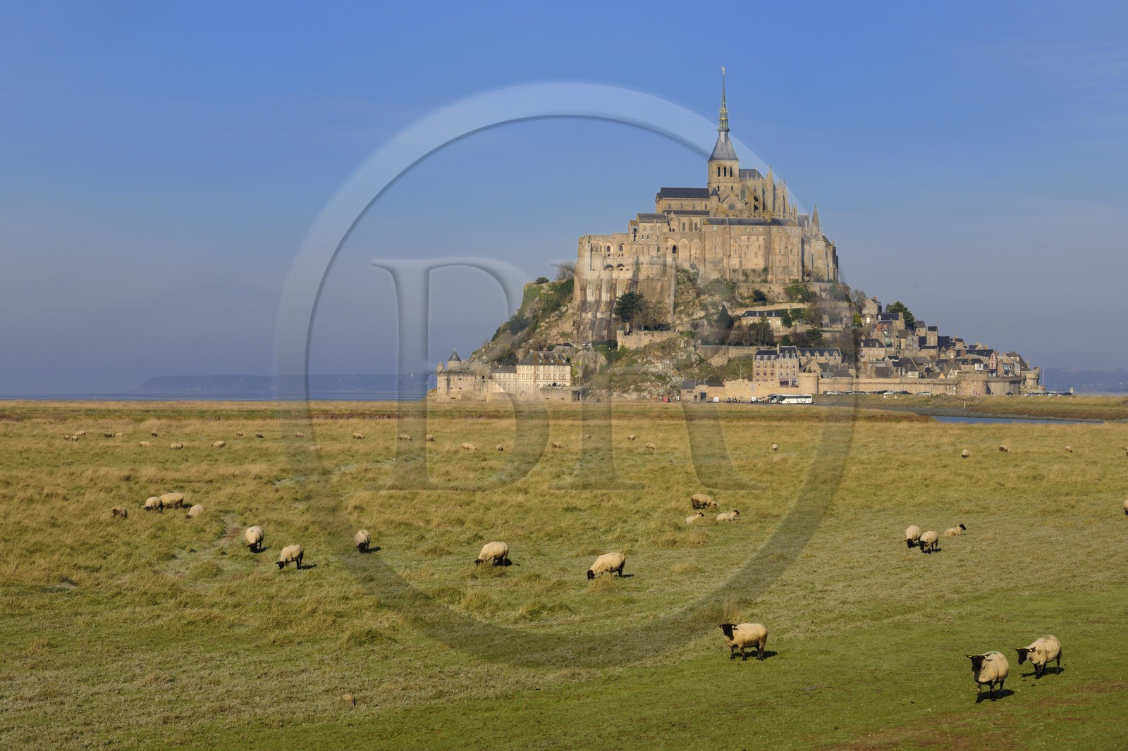 France, Manche, Mont Saint Michel, listed as World Heritage by UNESCO, salt marshes sheeps