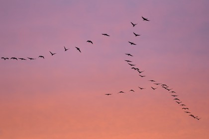 France, Indre (36), le Berry, parc naturel régional de la Brenne, Rosnay, étang de la Mer Rouge, grue cendrée (grus grus), vol au coucher de soleil