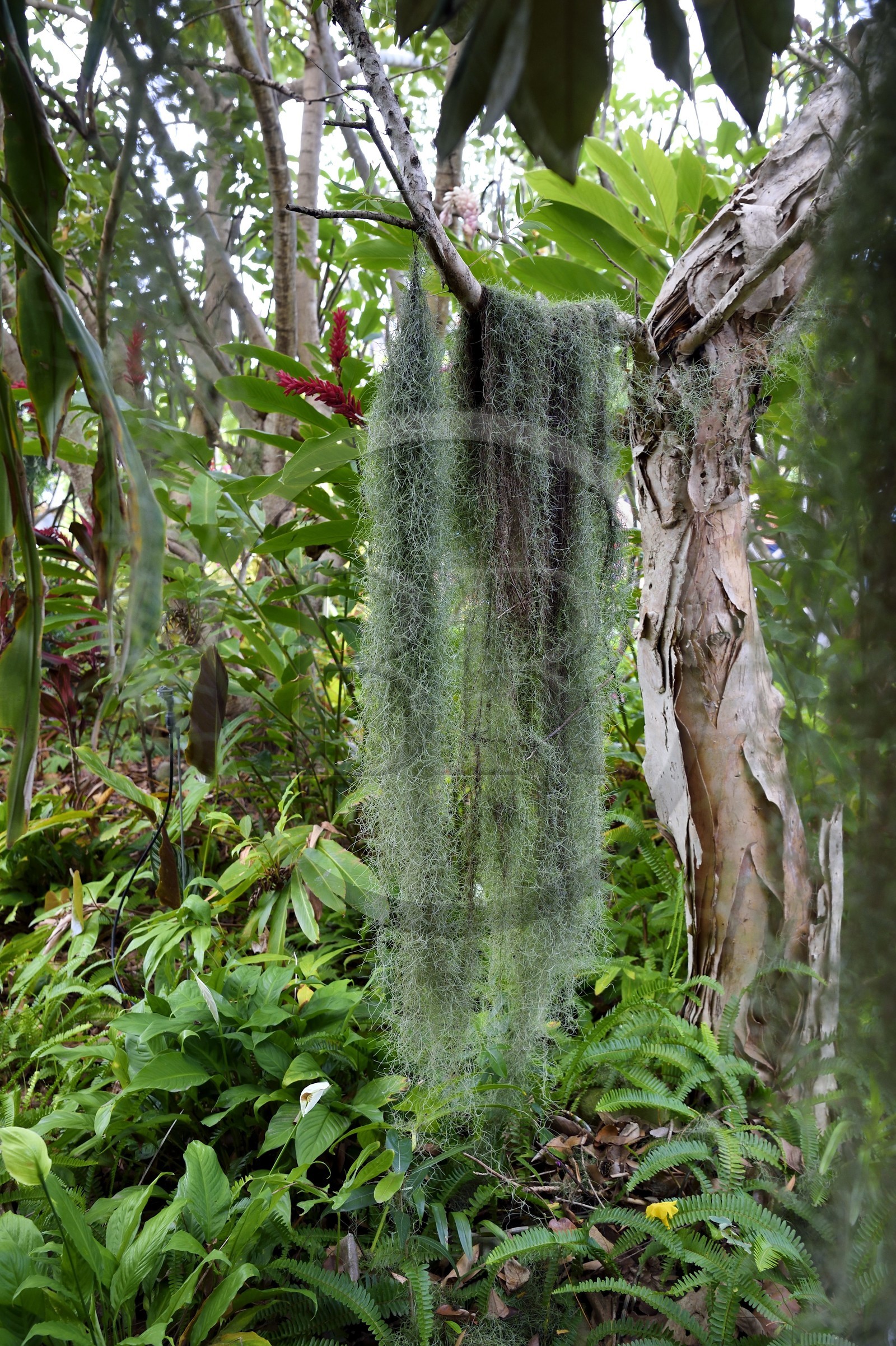 France, Ile de la Reunion, Saint Pierre, Jardin Botanique du Domaine du Café Grillé, lichens cheveux de sorcière ou barbe de Saint Antoine (Usnea barbata)