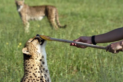 Namibia, Otjiwarongo, Cheetah Conservation Fund, research and education centre, cheetah (Acinonyx jubatus), reward given in exchange of the lure that the cheetah has hunted, the purpose of the exercise is to keep it in shape