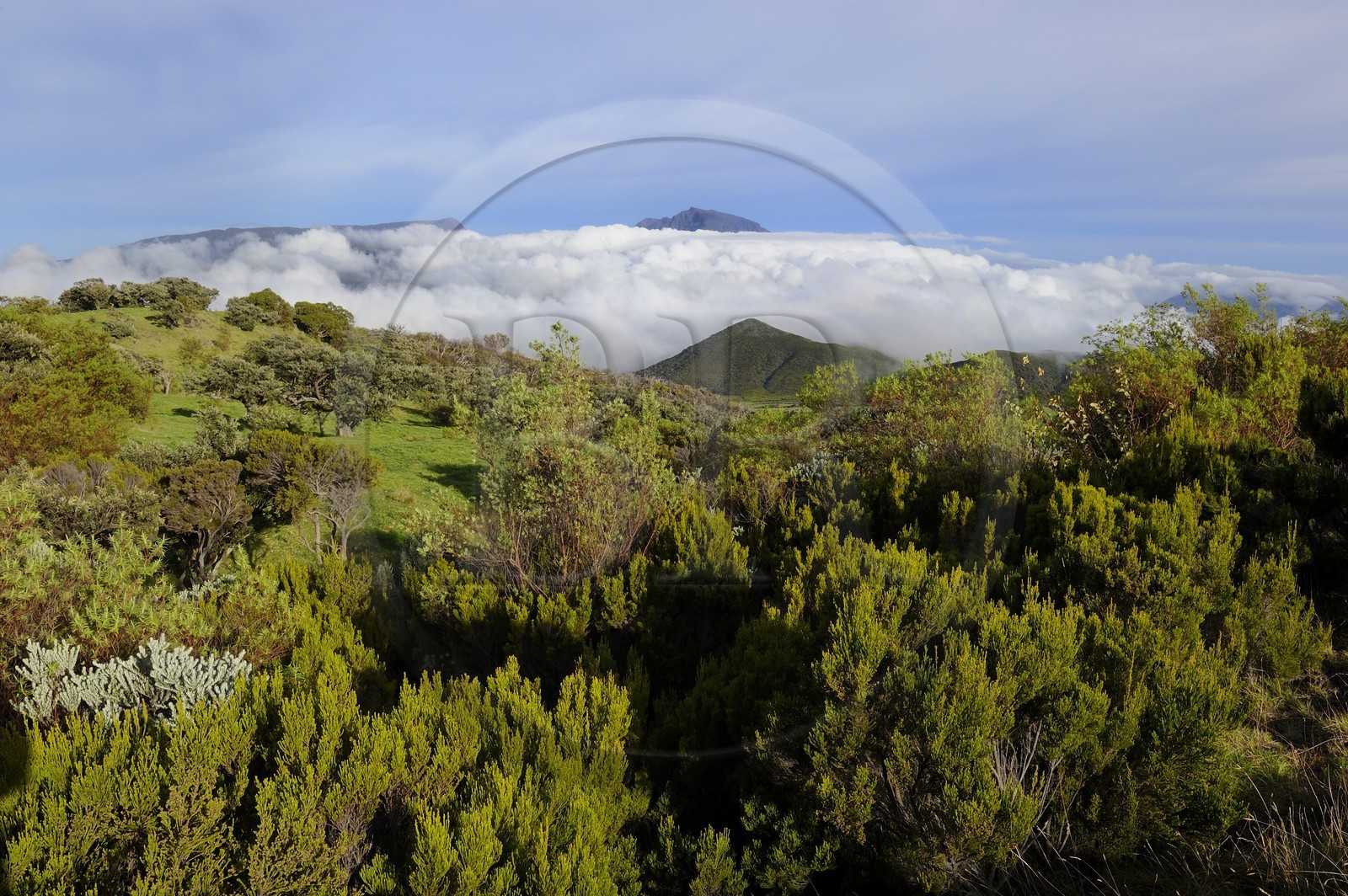 France, Ile de la Reunion, la Plaine des Cafres au pied des pentes du volcan du Piton de la Fournaise et l'ancien volcan du Piton des Neiges en arrière plan
