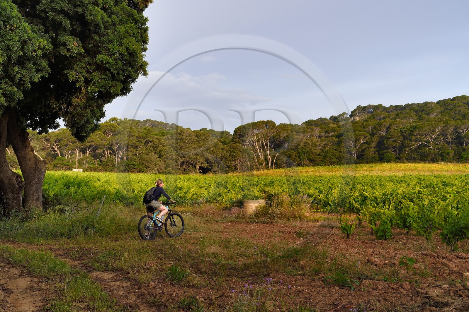 France, Var (83), Iles d'Hyères, parc national de Port Cros, Ile de Porquerolles, vignoble du Domaine de l'Ile