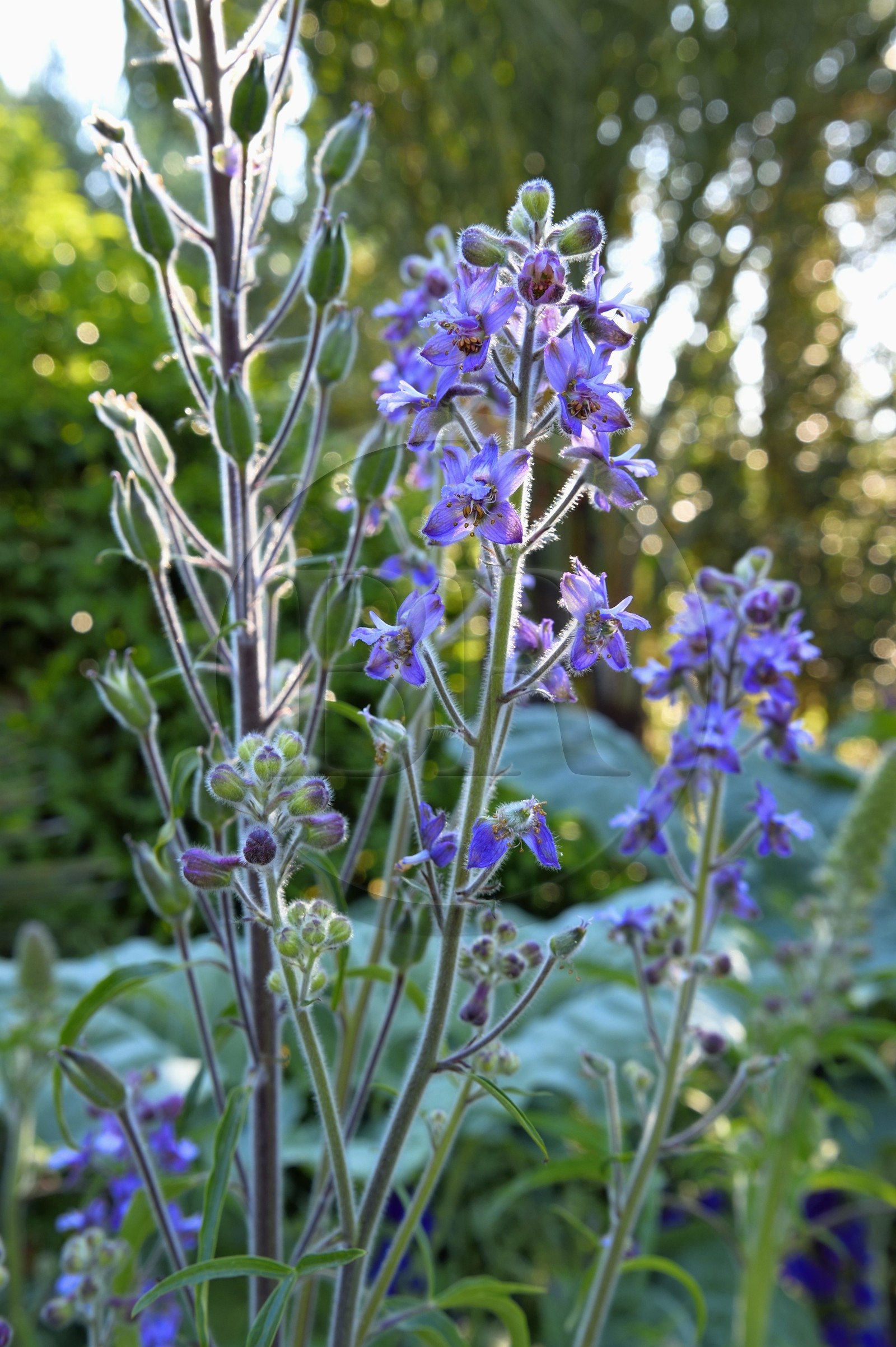 France, Var (83), Iles d'Hyères, parc national de Port Cros, Ile de Porquerolles, delphinium