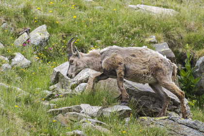 France, Alpes-Maritimes (06), parc national du Mercantour, Haute-Vésubie, Saint-Martin-Vésubie, Val du Haut Boréon, bouquetin des Alpes (Capra ibex) femelle appelée étagne vers le lac de Trécolpas