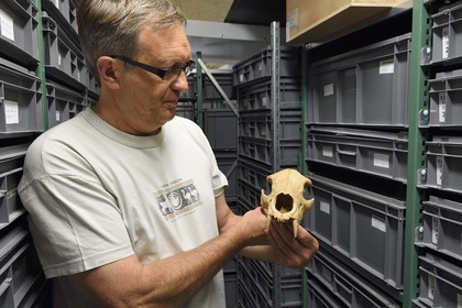 France, Dordogne (24), Périgord Noir, vallée de la Vézère, Les Eyzies-de-Tayac-Sireuil, site classé Patrimoine Mondial de l'UNESCO, Musée National de la Préhistoire, les réserves, Stephane Madelaine (ingénieur des services culturels chargé des collections de faunes) présente le crane d'un ours étrusque d'environ 1 200 000 ans provenant du site de Ceyssaguet