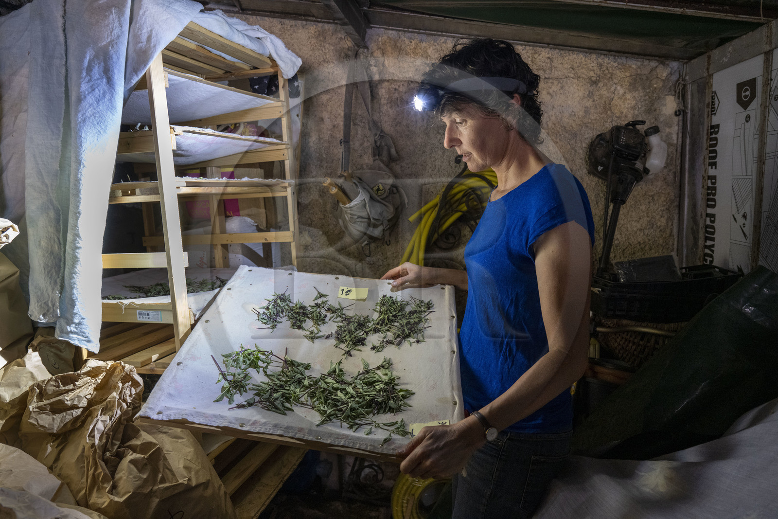 France, Alpes-Maritimes, Cap-d’Ail, Murielle Iris creator of Les Sauvages, she picks most of her plants in the mountains and lets them dry in the dark