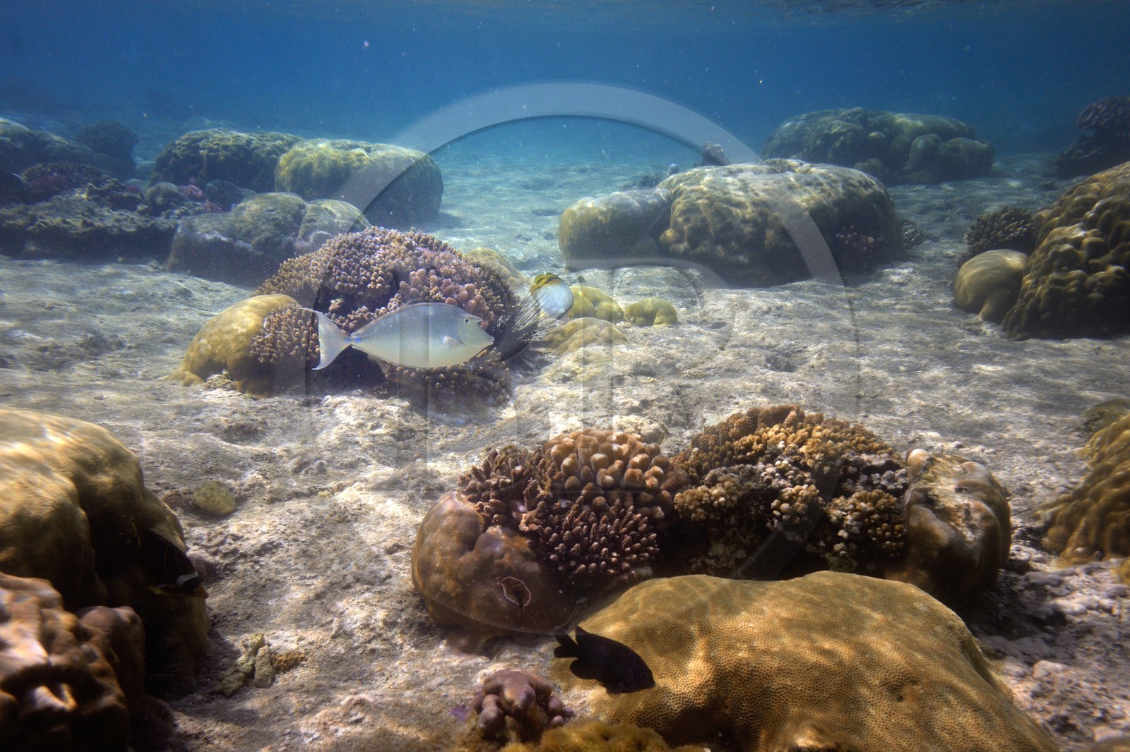 France, Ile de la Reunion, Côte Ouest, Saint-Gilles-Les-Bains (commune de Saint-Paul), le récif corallien du lagon de l'Ermitage, poisson licorne (chirurgien) (vue sous-marine)