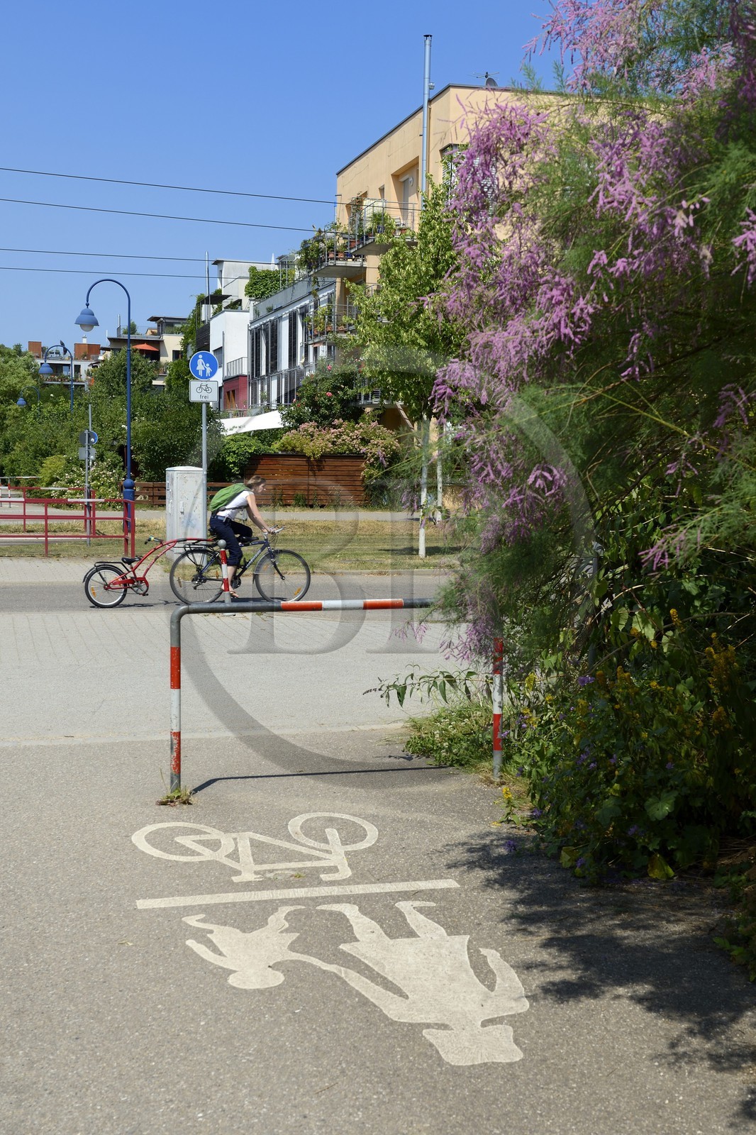 Allemagne, Bade-Wurtemberg, Fribourg en Brisgau, quartier écologique Vauban, la plupart de ses habitants vivent sans voiture