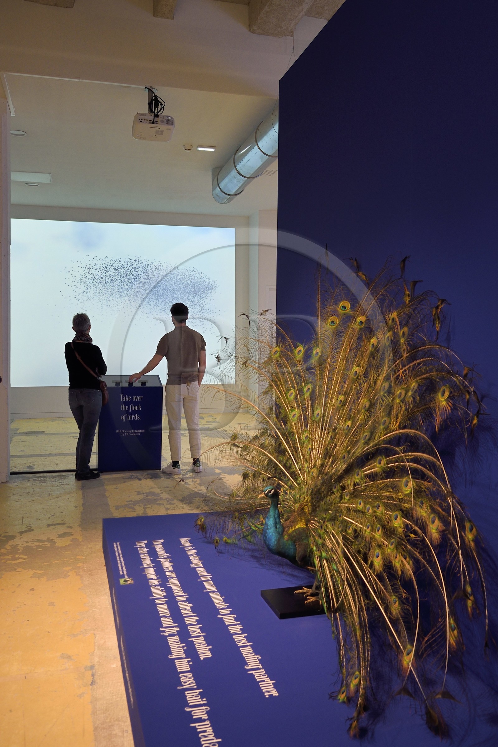 France, Charente, Cognac, Fondation d’Entreprise Martell, multidisciplinary cultural institution (art, design and craft, architecture, music, dance ...), exhibition Sagmeister & Walsh: Beauty, Bird Flocking Installation by Jill Fantauzza