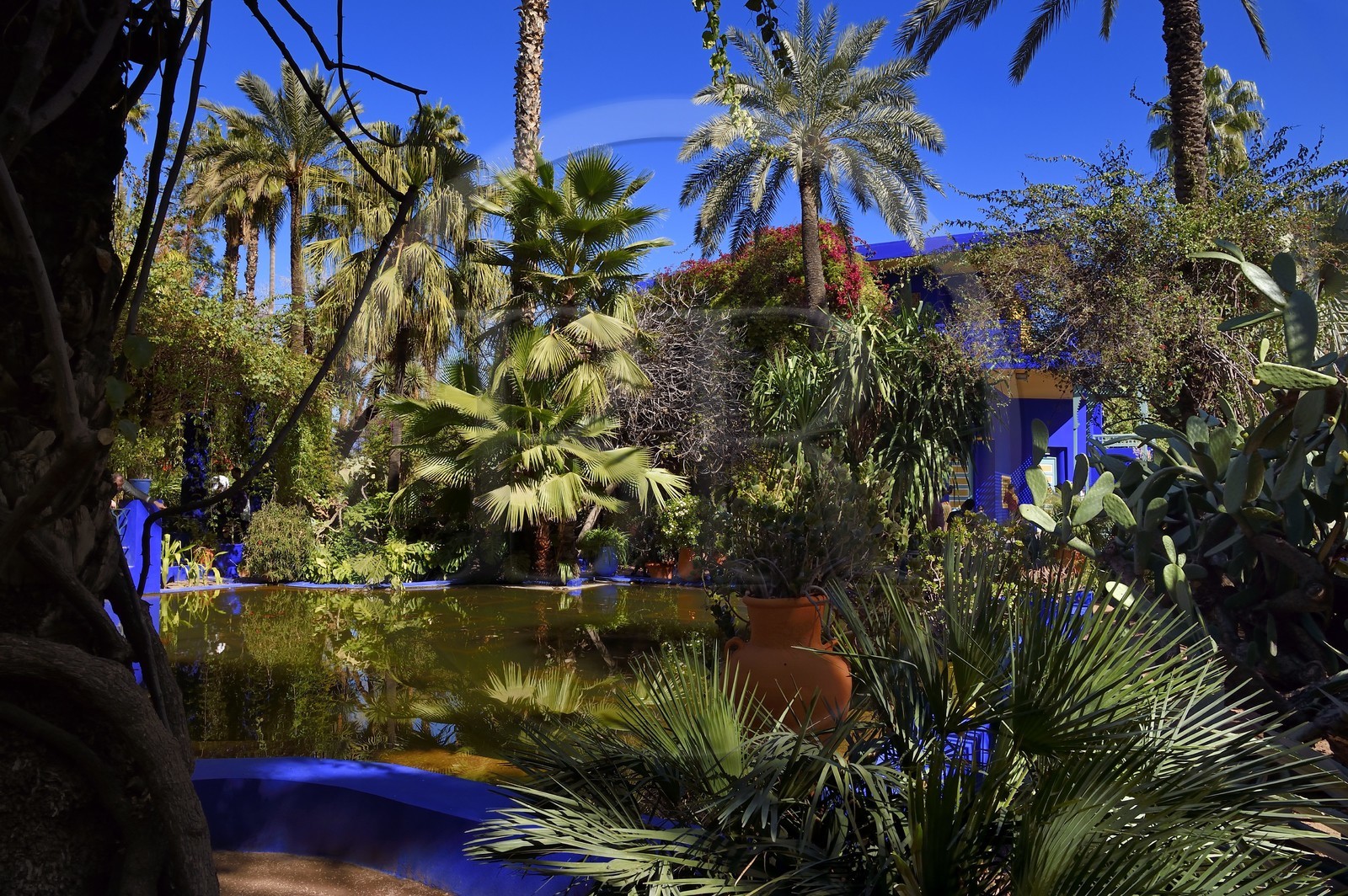 Maroc, Haut-Atlas, Marrakech, ville impériale, quartier de Gueliz, jardin Majorelle fondé en 1931 par le peintre français Jacques Majorelle puis racheté en 1980 par Yves Saint Laurent et Pierre Bergé