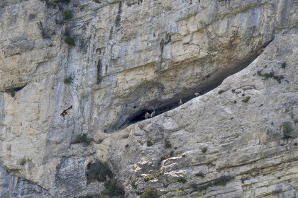 France, Drôme (26), parc naturel régional des Baronnies provençales, Villeperdrix, vautours fauves dans la falaises de Léoux