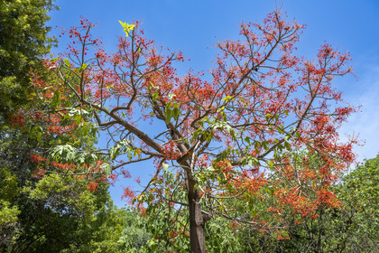 Italie, Ligurie, Province d'Imperia, Vintimille, Jardin botanique Hanbury, l'arbre Brachychiton acerifolius originaire d'Australie en fleur