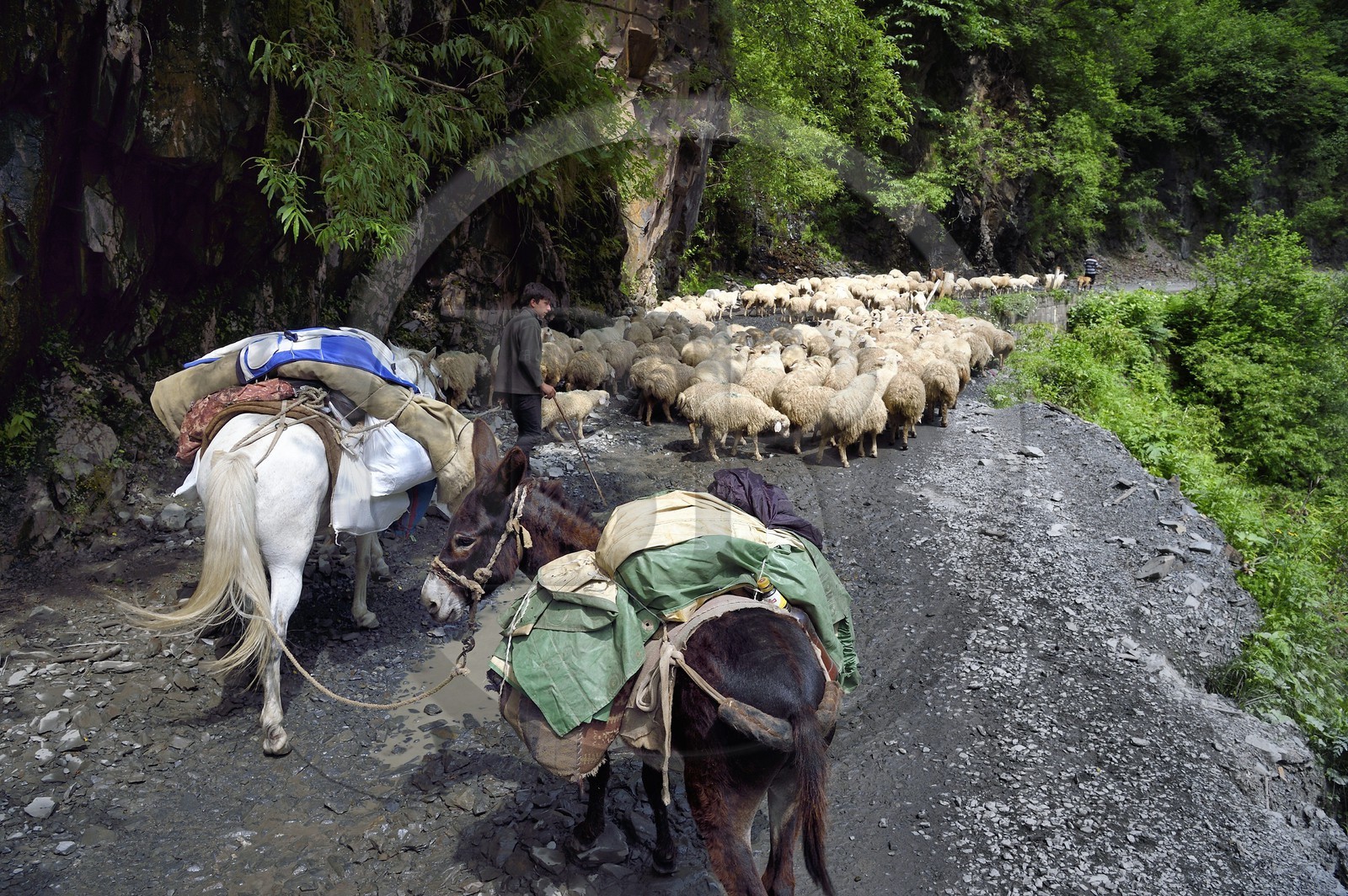 Georgia, Kakheti, Tusheti region, sheep transhumance on the track connecting Telavi to Omalo through the Abano Pass at 2826 metres