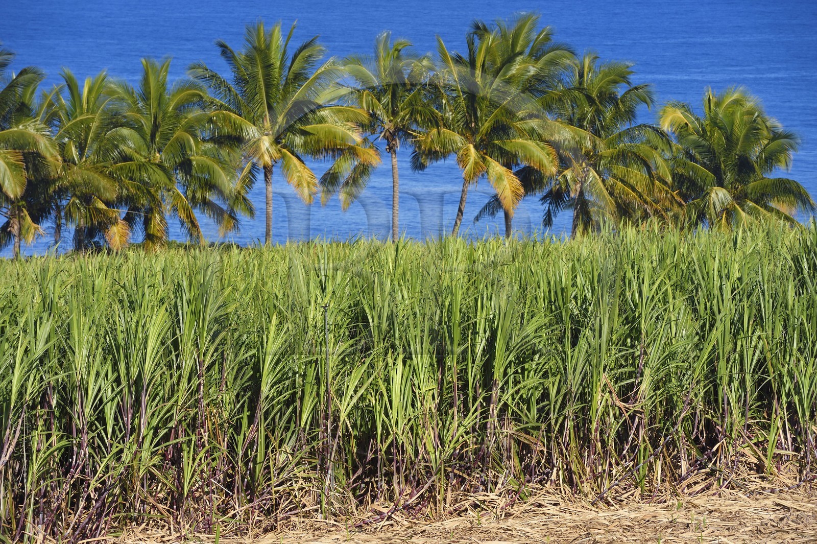 France, Ile de la Reunion, côte sud, Petite-Ile, champ de canne à sucre