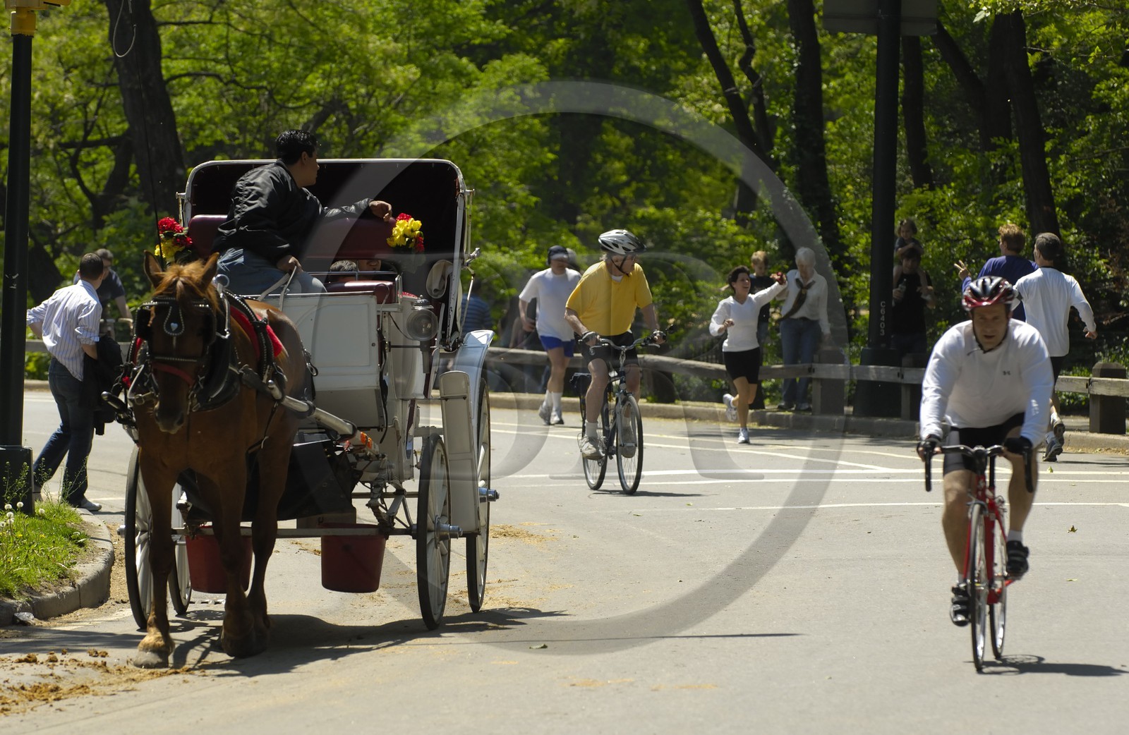 Etats-Unis, New York, Manhattan, Central Park, promenade en calèche