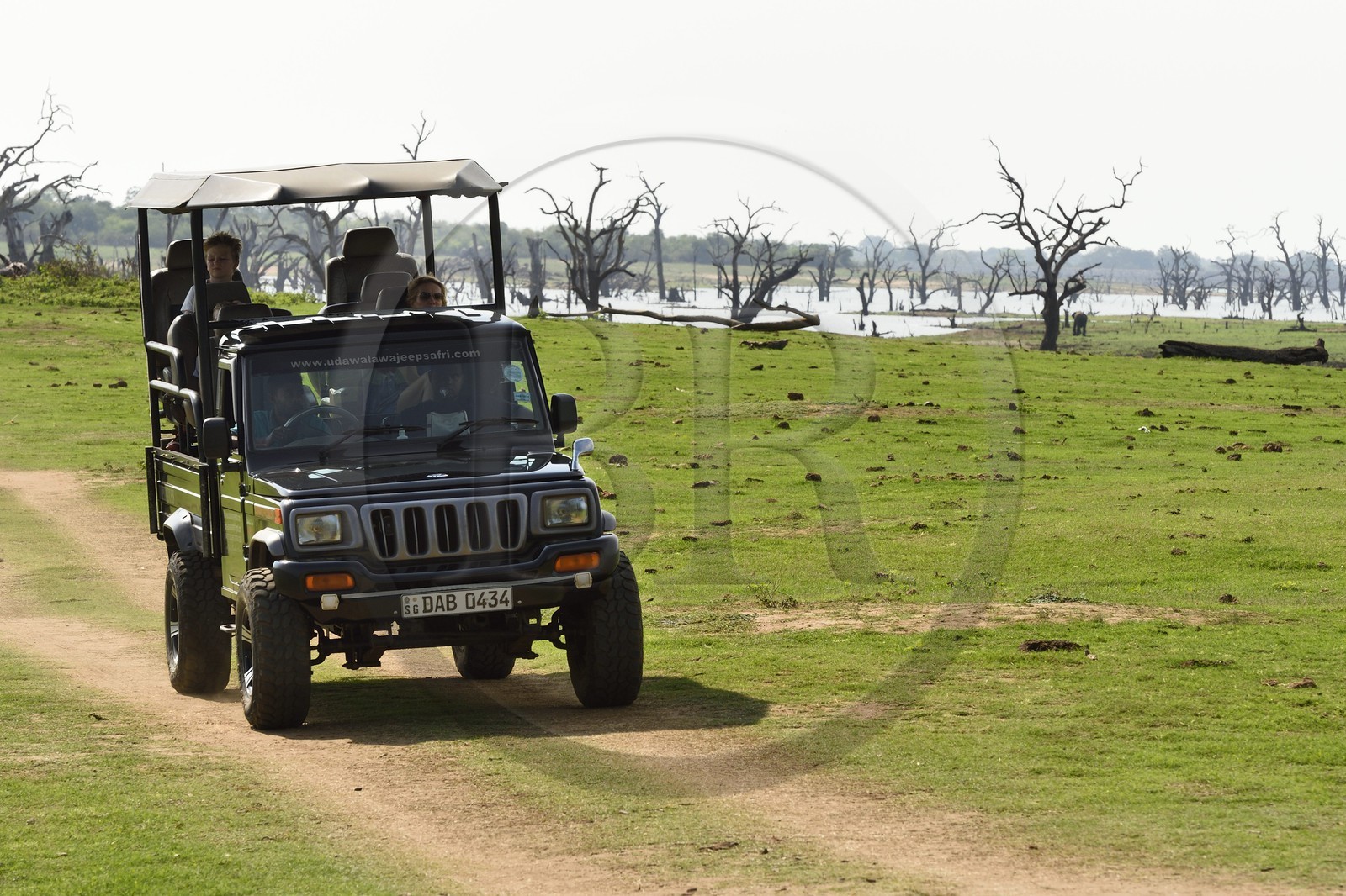 Sri Lanka, province d'Uva, Parc national d'Uda Walawe (Udawalawe National Park), safari en 4x4, les arbres morts en arrière plan sont immergés sous l'eau pendant les pluies de mousson