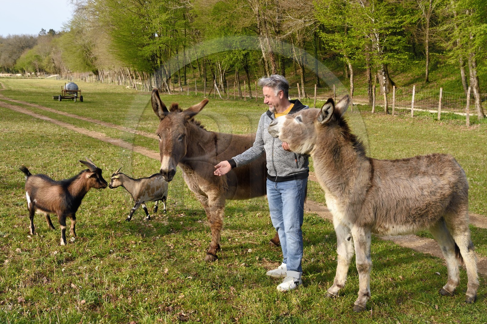 France, Charente, Chazelles, William Sabourin who created the Buron campsite with his two donkeys